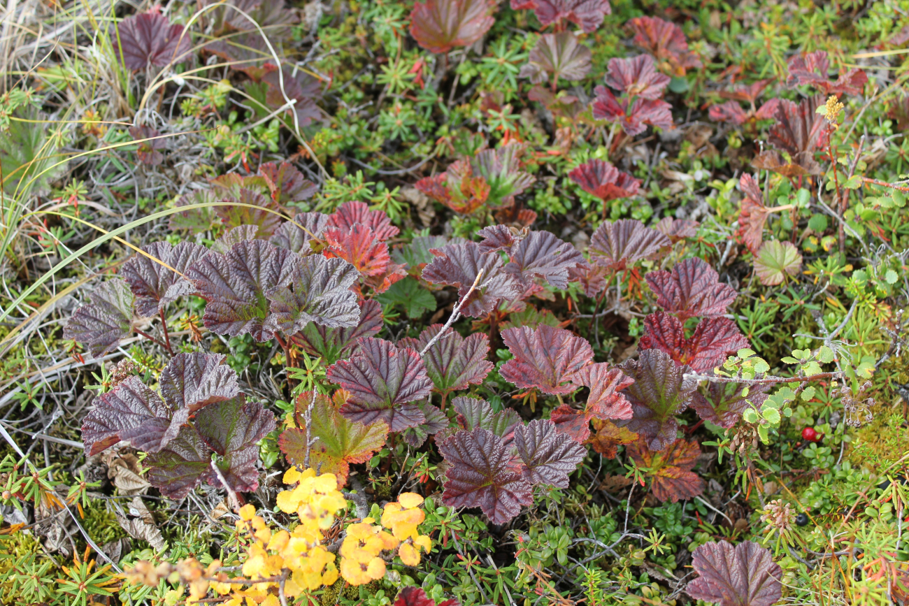 Cloudberry bush with lone cranberry in lower right (Image credit: Dr. John Cloud) Cloudberry bush with lone cranberry in lower right
