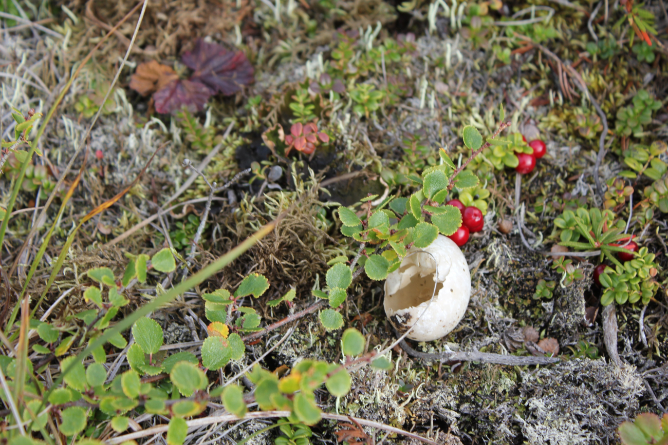 Cranberries with predator eaten egg (Image credit: Dr. John Cloud) Cranberries with predator eaten egg