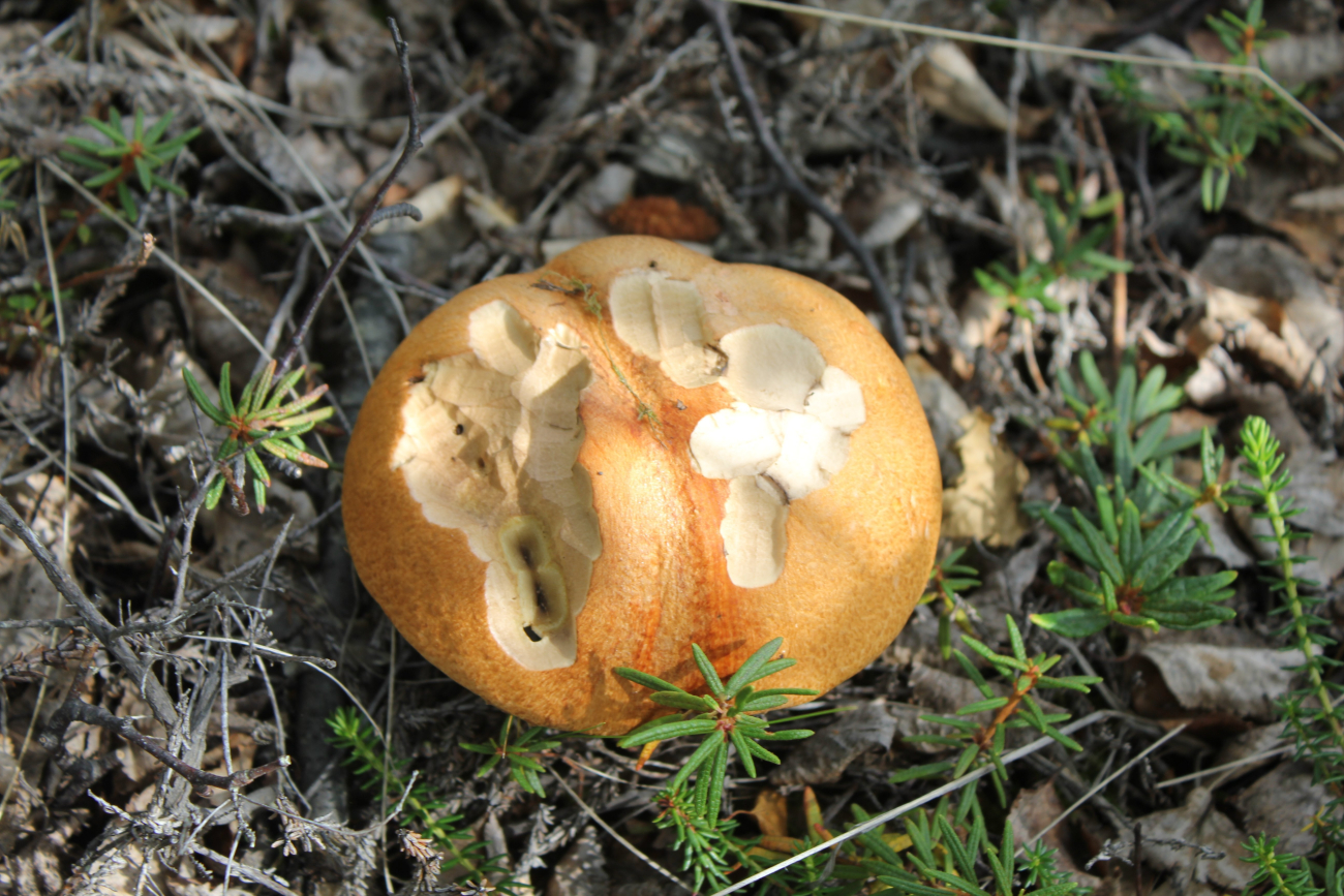 Rhodent nibbled mushroom (Image credit: Dr. John Cloud) Rhodent nibbled mushroom