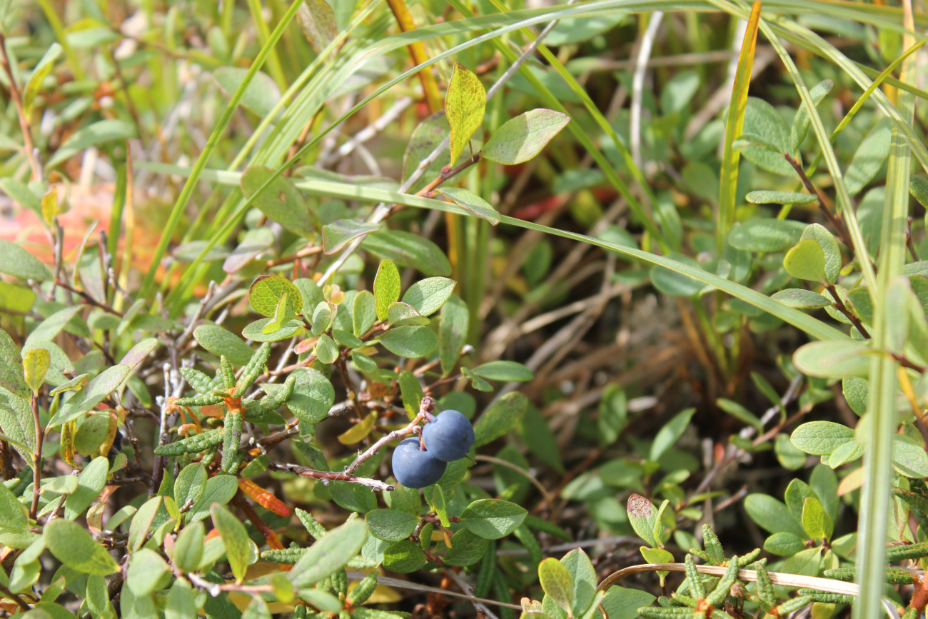 Blueberries on the tundra (Vaccinium sp (Image credit: Dr. John Cloud) Blueberries on the tundra (Vaccinium sp