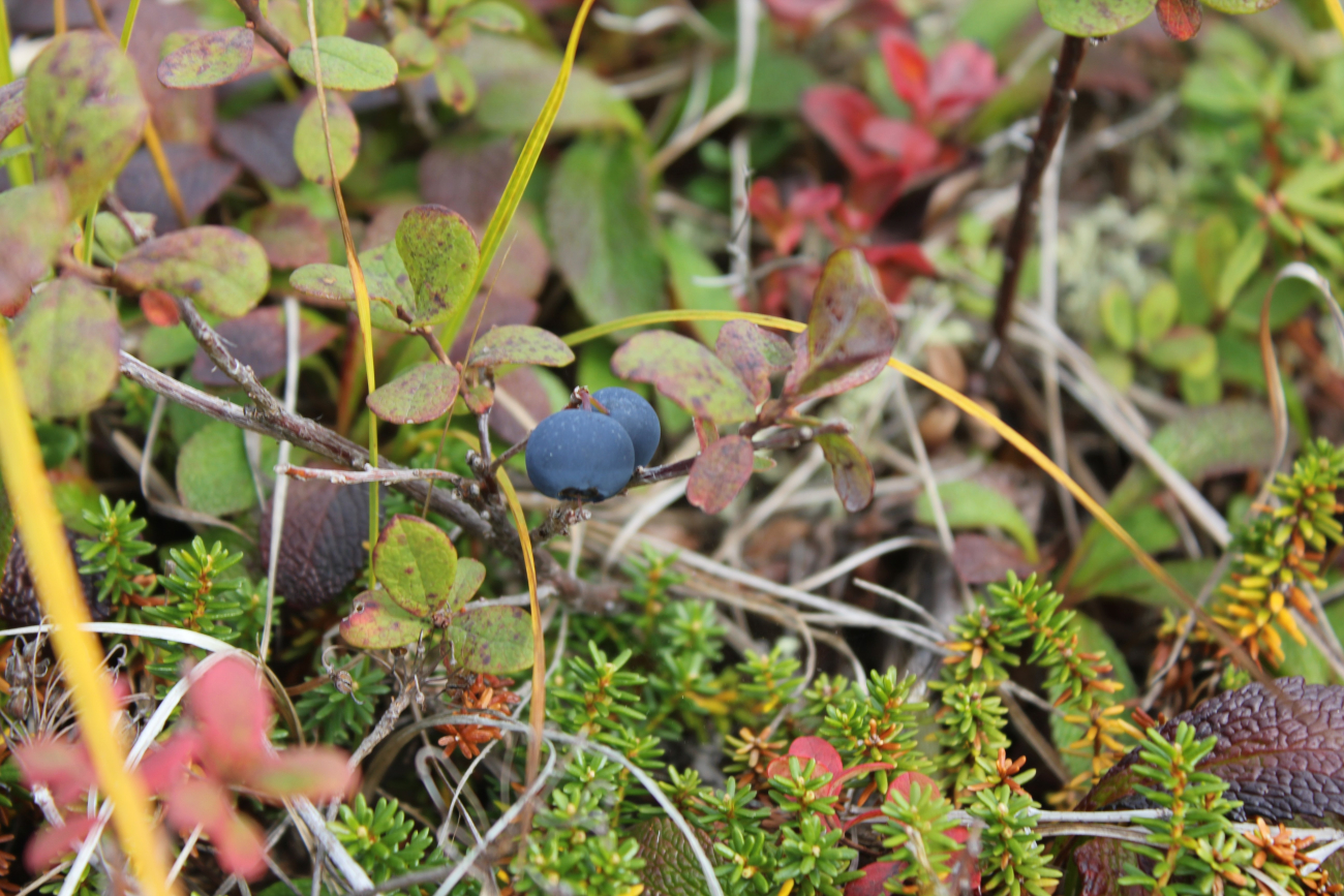 Blueberries on the tundra (Vaccinium sp (Image credit: Dr. John Cloud) Blueberries on the tundra (Vaccinium sp