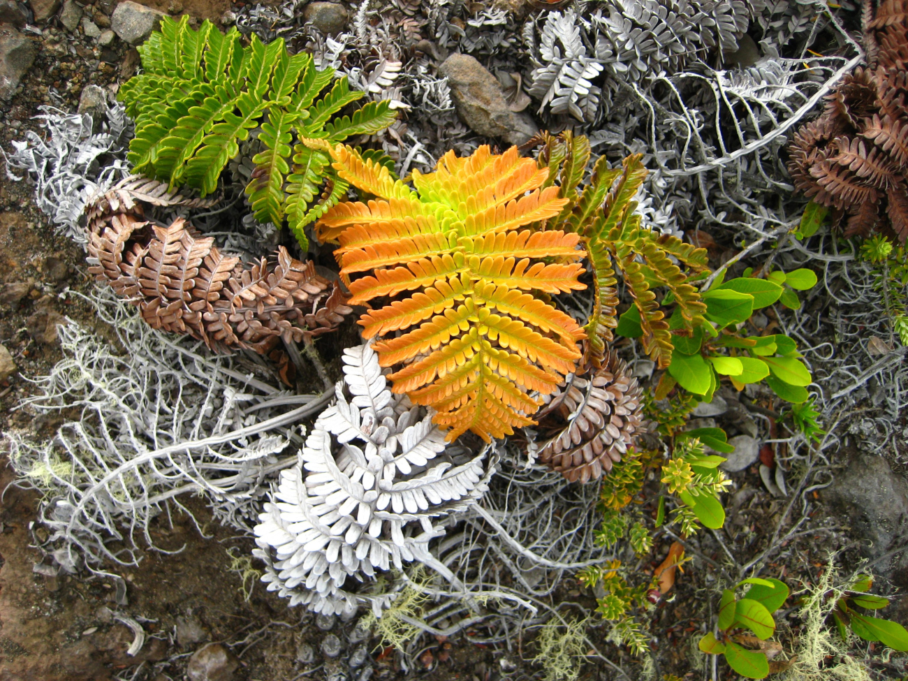 The amaumau fern (Sadleria cyathoides) which commonly grows in moist forestsand colonizes lava flows (Image credit: LCDR Eric Johnson) The amaumau fern (Sadleria cyathoides) which commonly grows in moist forestsand colonizes lava flows
