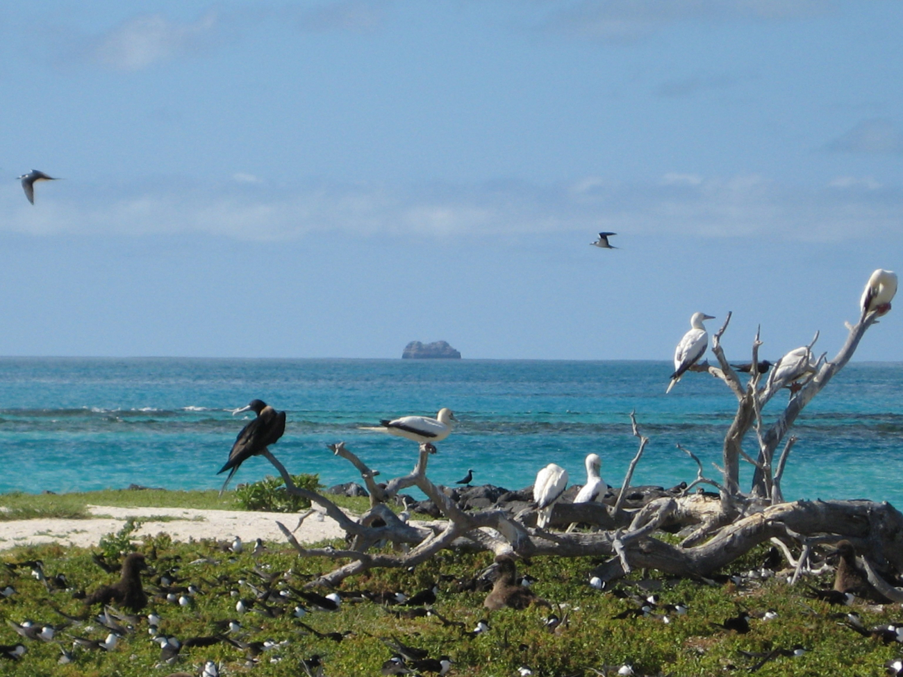Boobies and frigate birds perched on one of the few remnants of a tree in theNorthwest Hawaiian Islands