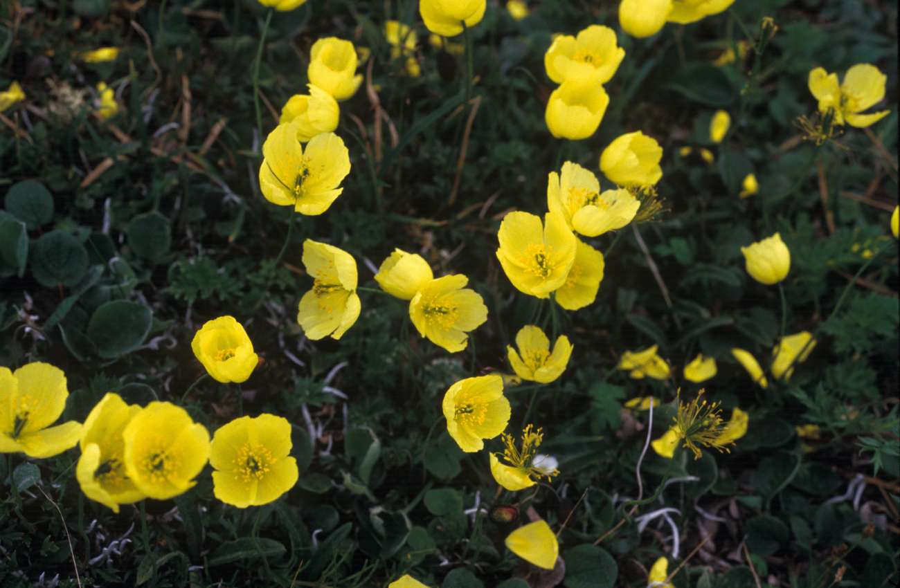 Pribilof Island wildflower (Image credit: Allen Shimada) Pribilof Island wildflower