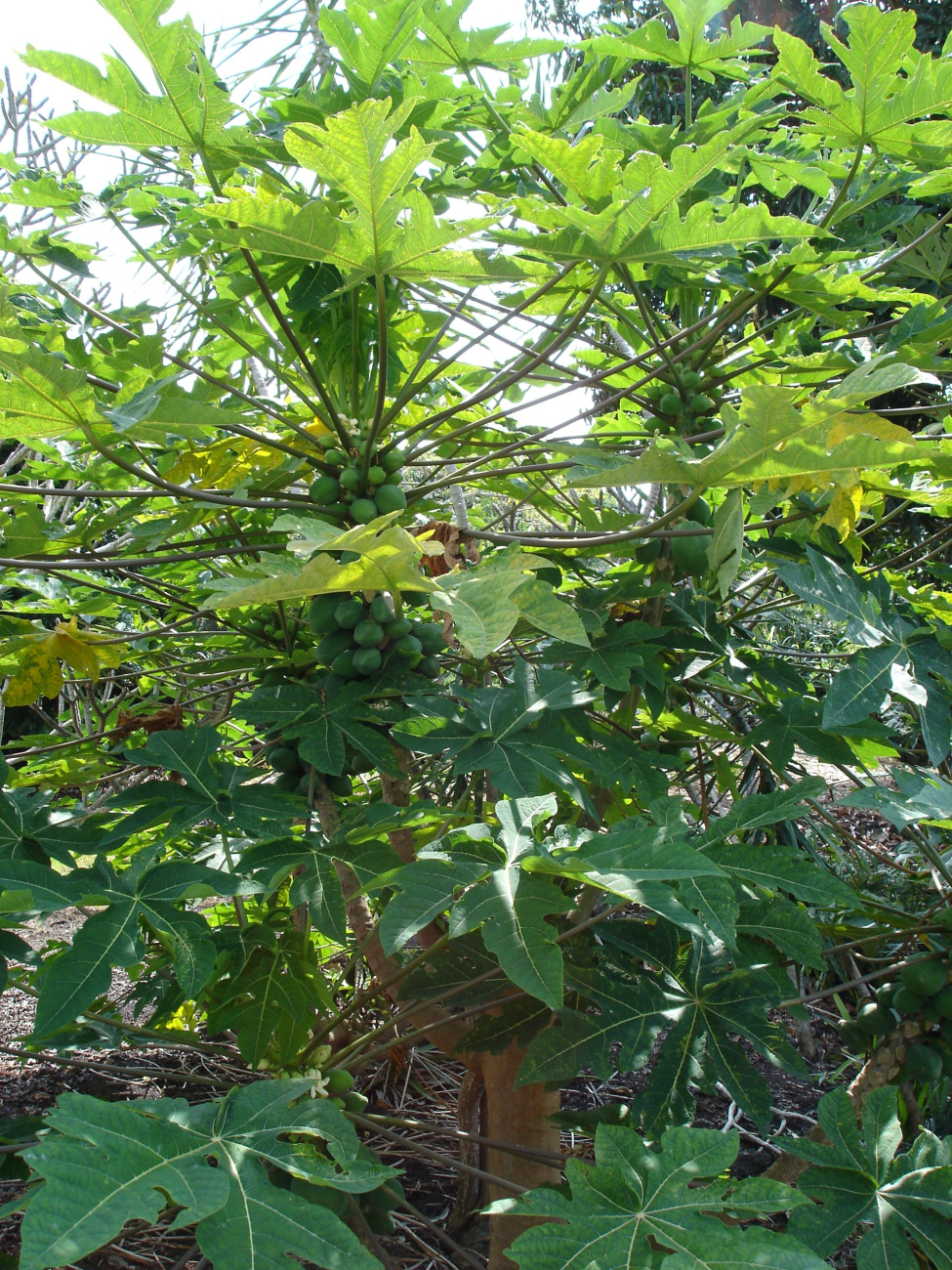 Magnificent Hawaiian flora (Image credit: Allen Shimada) Magnificent Hawaiian flora