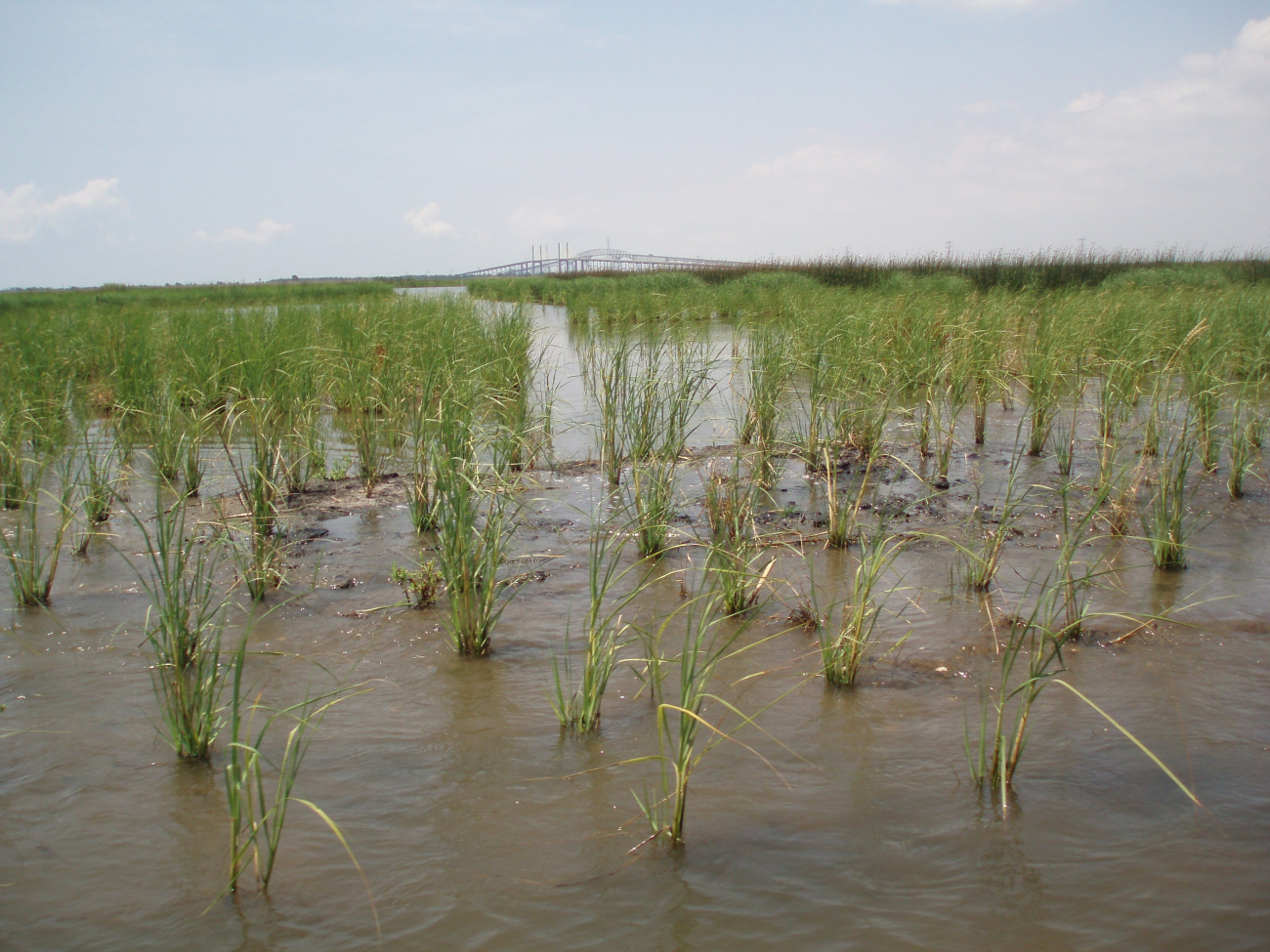 Restored intertidal marsh at the Lower Neches Water Management Area inPort Arthur, Texas (Image credit: NOAA News 071309) Restored intertidal marsh at the Lower Neches Water Management Area inPort Arthur, Texas