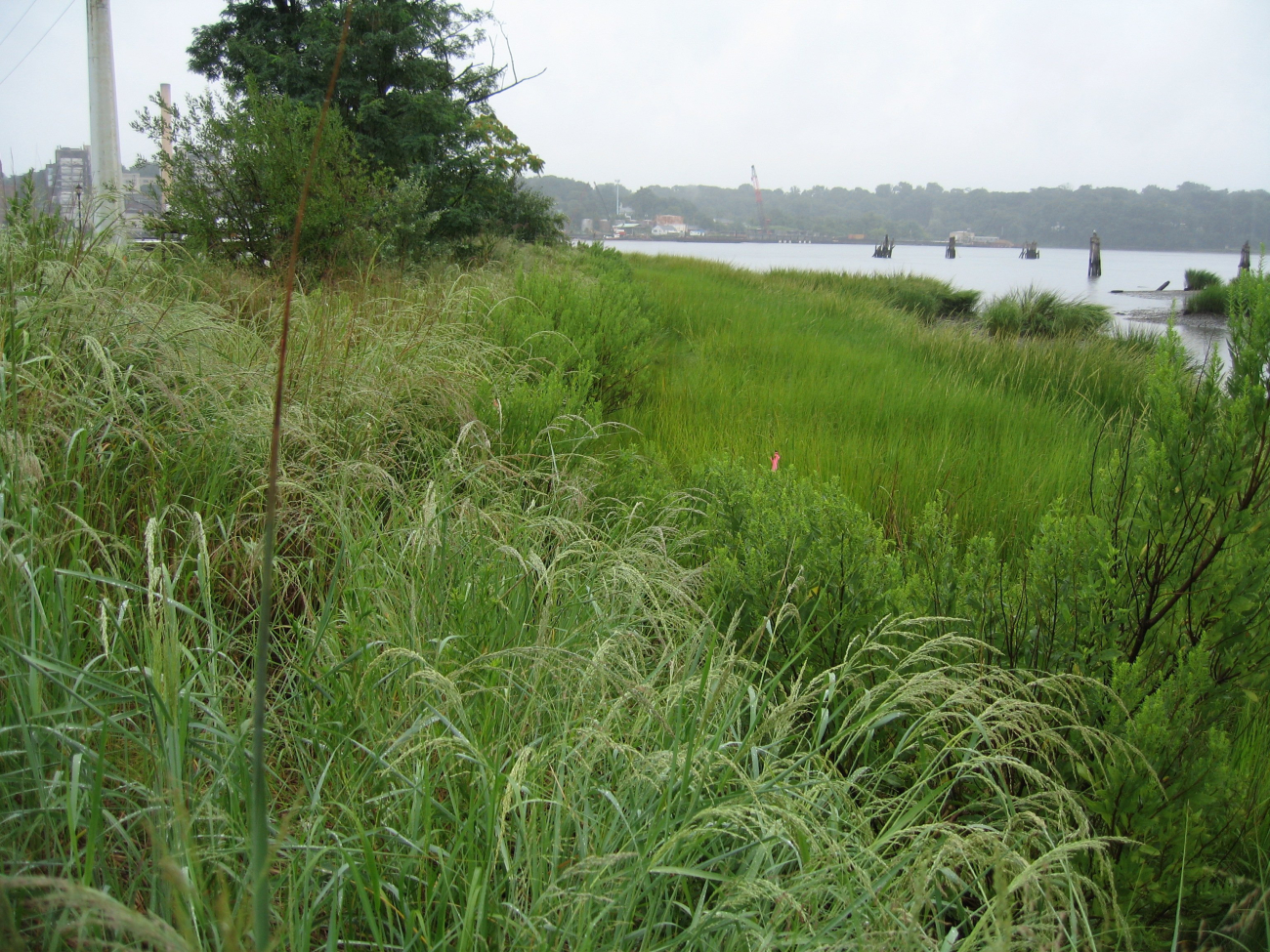 Restored shoreline at Hempstead Harbor (Image credit: NOAA News 092109) Restored shoreline at Hempstead Harbor
