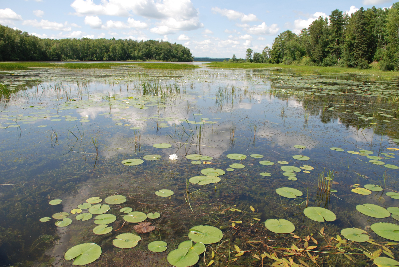 The Pokegama Bay section of the Lake Superior National Estuarine ResearchReserve contains one of the largest municipal forests in the United States (Image credit: NOAA News 102610) The Pokegama Bay section of the Lake Superior National Estuarine ResearchReserve contains one of the largest municipal forests in the United States