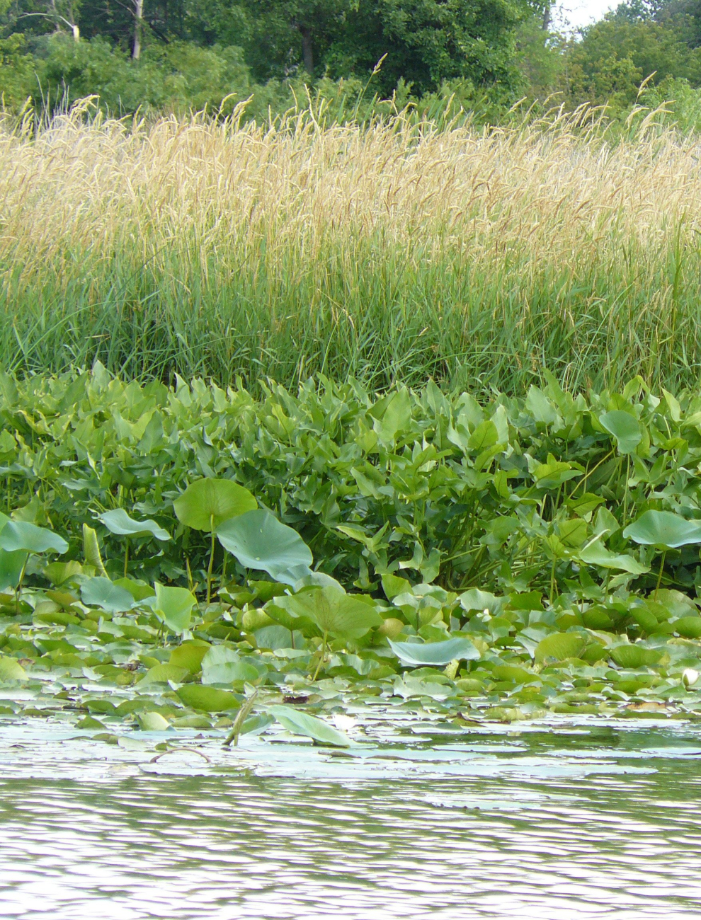 Wetland plants (Image credit: NOAA/OAR/Great Lakes Environmental Research Laboratory | D. O'Keefe) Wetland plants