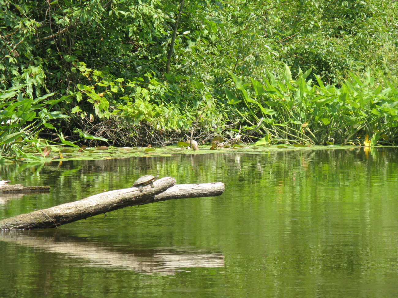 Turtle (Image credit: NOAA/OAR/Great Lakes Environmental Research Laboratory | J. Lefevre) Turtle