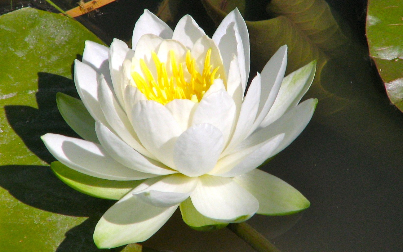 Water Lily (Image credit: NOAA/OAR/Great Lakes Environmental Research Laboratory | K. McConnelly) Water Lily