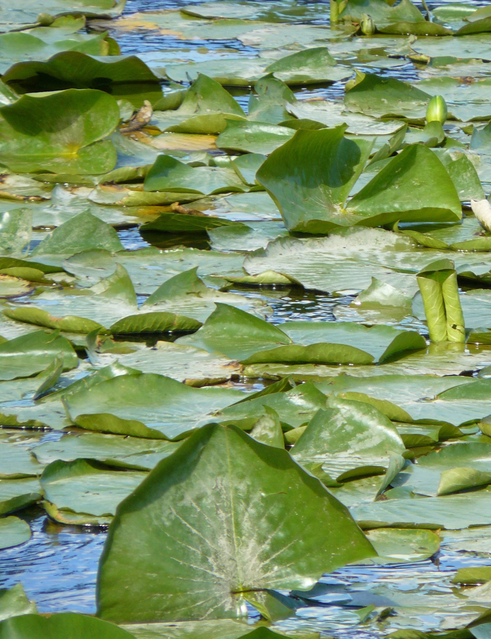 Water lilies (Image credit: NOAA/OAR/Great Lakes Environmental Research Laboratory | D. O'Keefe) Water lilies