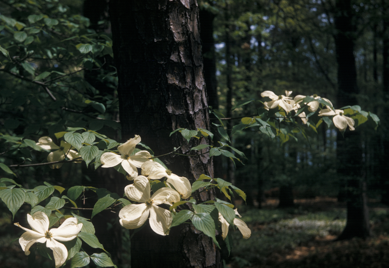 Dogwood (Cornus sp (Image credit: Family of Captain Miller Tonkel | Captain Miller Tonkel) Dogwood (Cornus sp