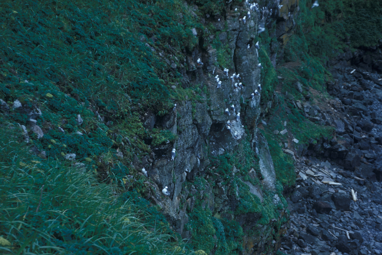 Kittiwakes along the cliffs of St (Image credit: Family of Captain Miller Tonkel | Captain Miller Tonkel) Kittiwakes along the cliffs of St