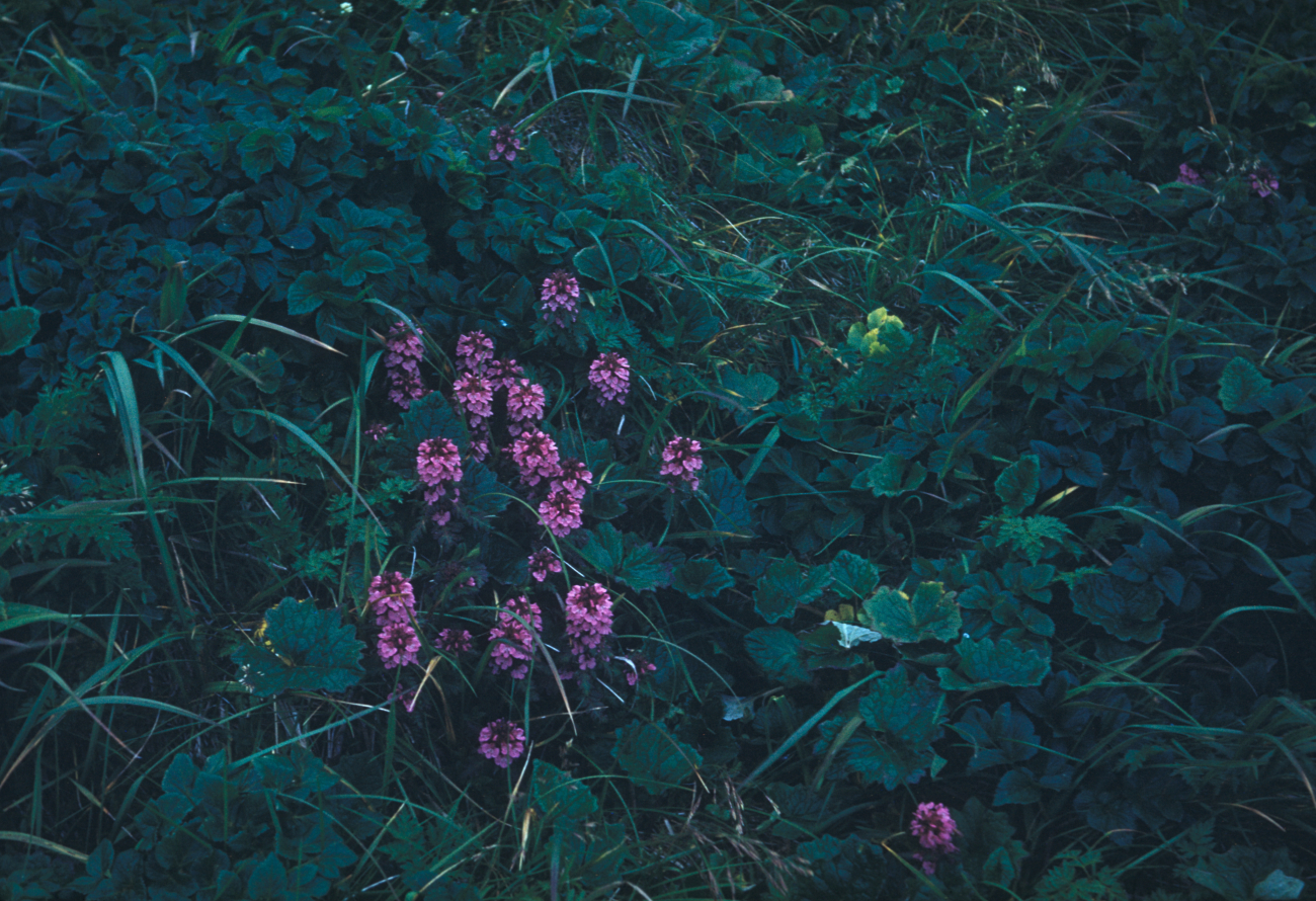 Wildflowers along the cliffs of St (Image credit: Family of Captain Miller Tonkel | Captain Miller Tonkel) Wildflowers along the cliffs of St