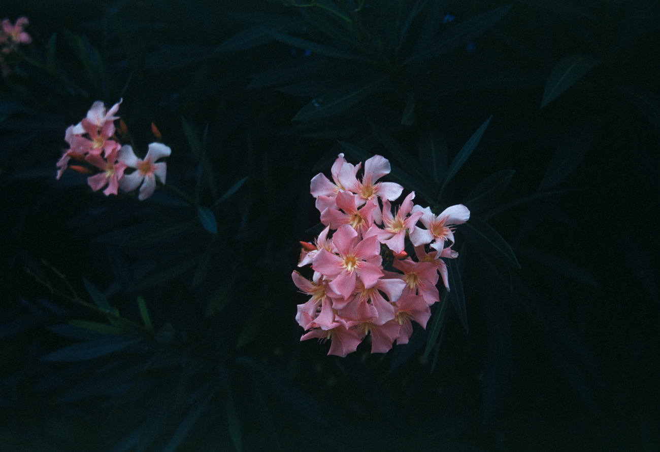 Tropical flowers (Image credit: Family of Captain Miller Tonkel | Captain Miller Tonkel) Tropical flowers