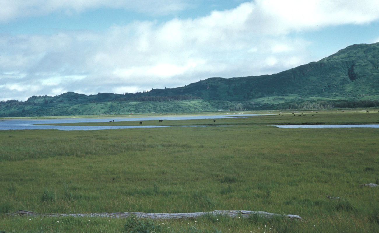 Kodiak Island cattle ranching (Image credit: Clinton Wehmeyer) Kodiak Island cattle ranching
