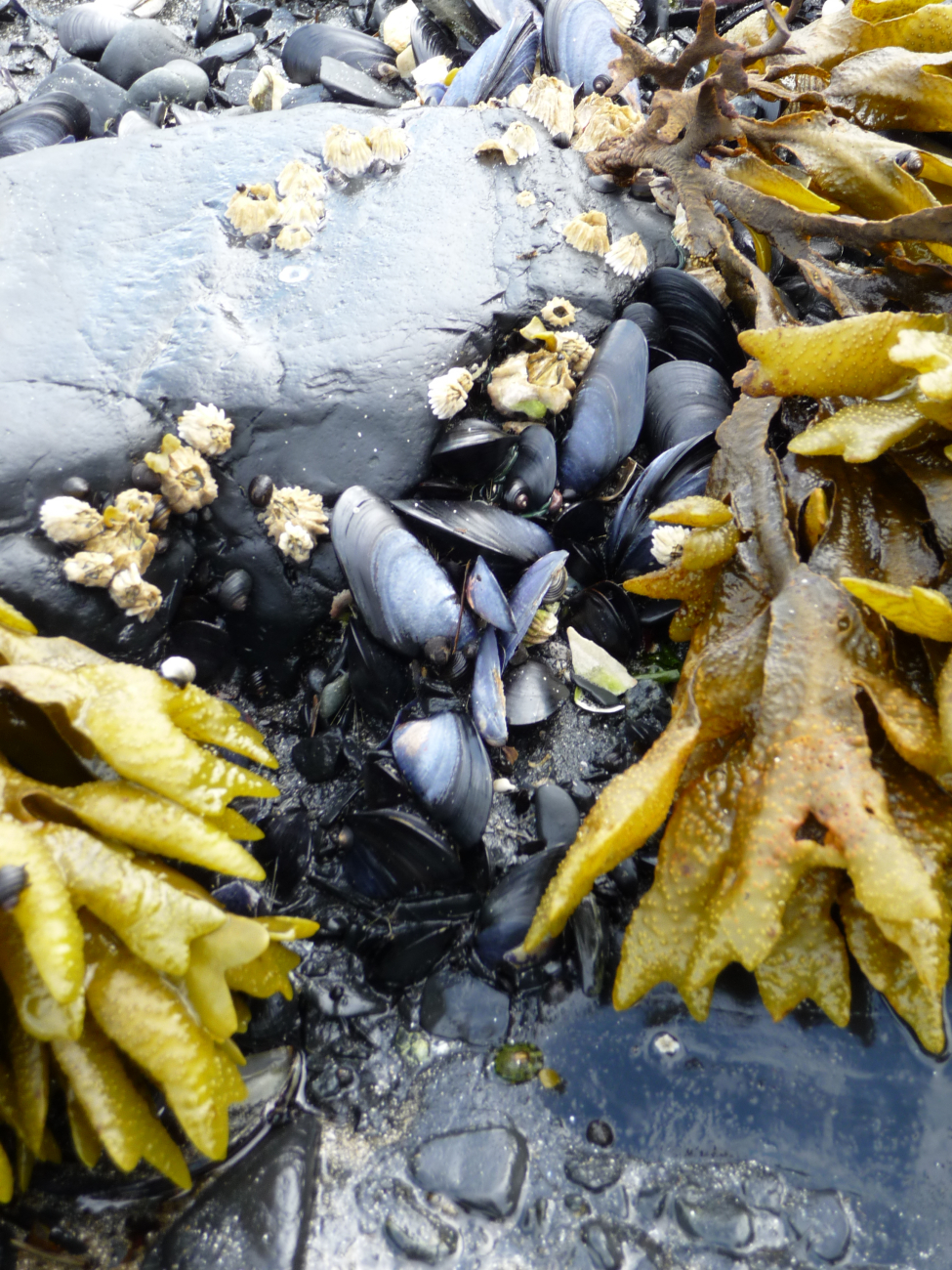 Tide pool with mussels and kelp at Fort Abercrombie State Park (Image credit: Jenny Thacker304's Photostream, NOAA/NOS/OCS Flickr | Jesse) Tide pool with mussels and kelp at Fort Abercrombie State Park