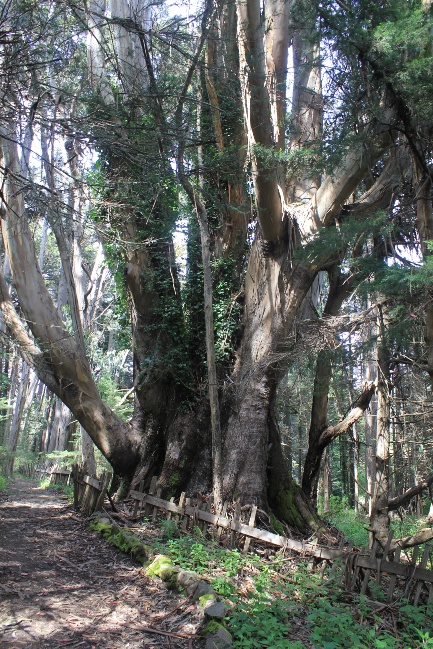 Massive eucalyptus trees near Fort Ross (Image credit: Dr. John Cloud) Massive eucalyptus trees near Fort Ross