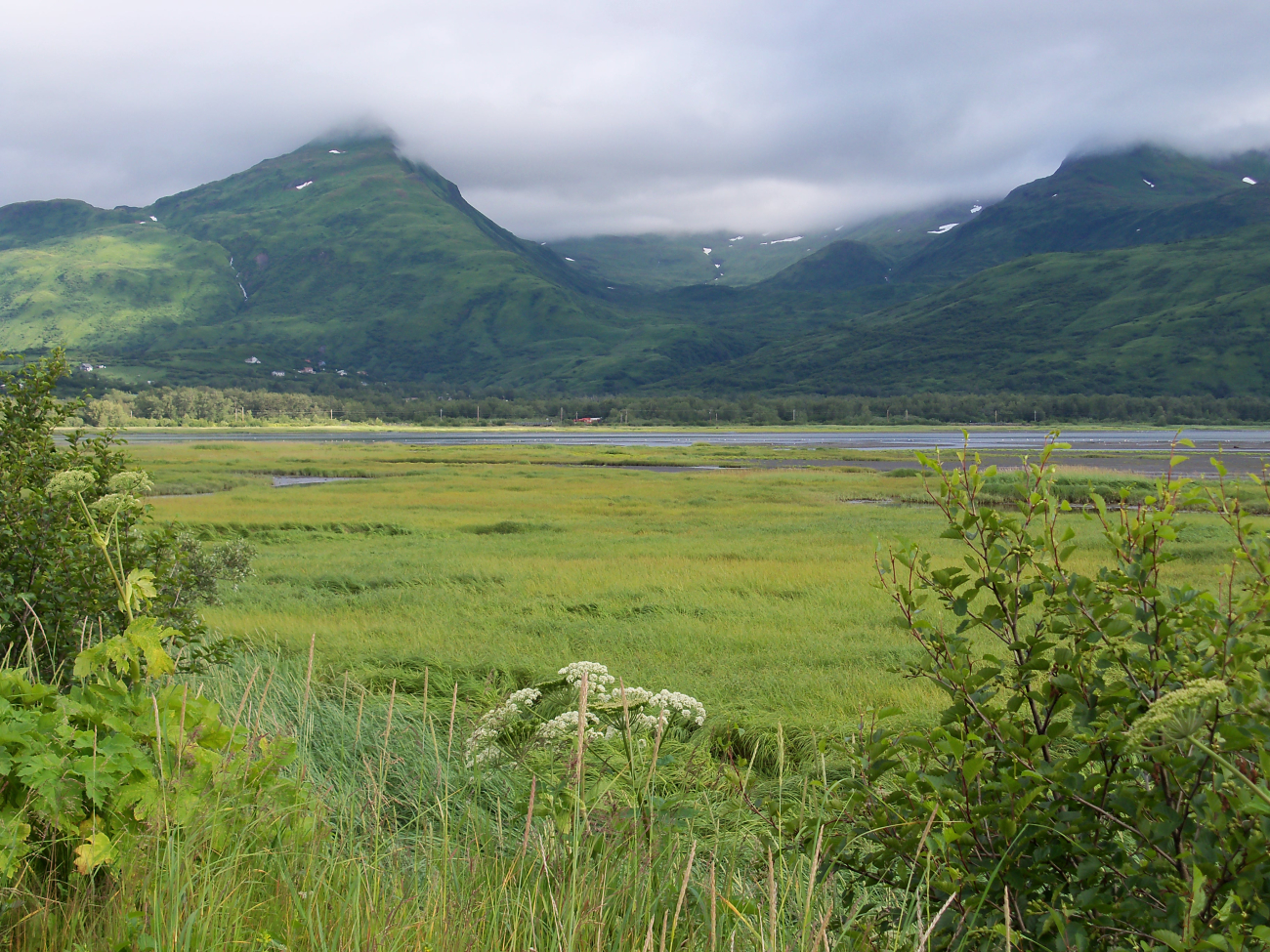 Wetlands uncovering at low tide along a Kodiak Island bay (Image credit: Jenny Thacker) Wetlands uncovering at low tide along a Kodiak Island bay