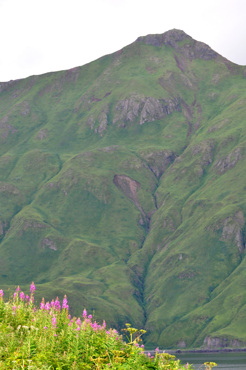 Wildflowers, a hidden bay, and a verdant green mountain side showingwave cut terraces that have been uplifted as a result of tectonic processes (Image credit: Mr. Tom Ward NOAA Teacher at Sea Program) Wildflowers, a hidden bay, and a verdant green mountain side showingwave cut terraces that have been uplifted as a result of tectonic processes