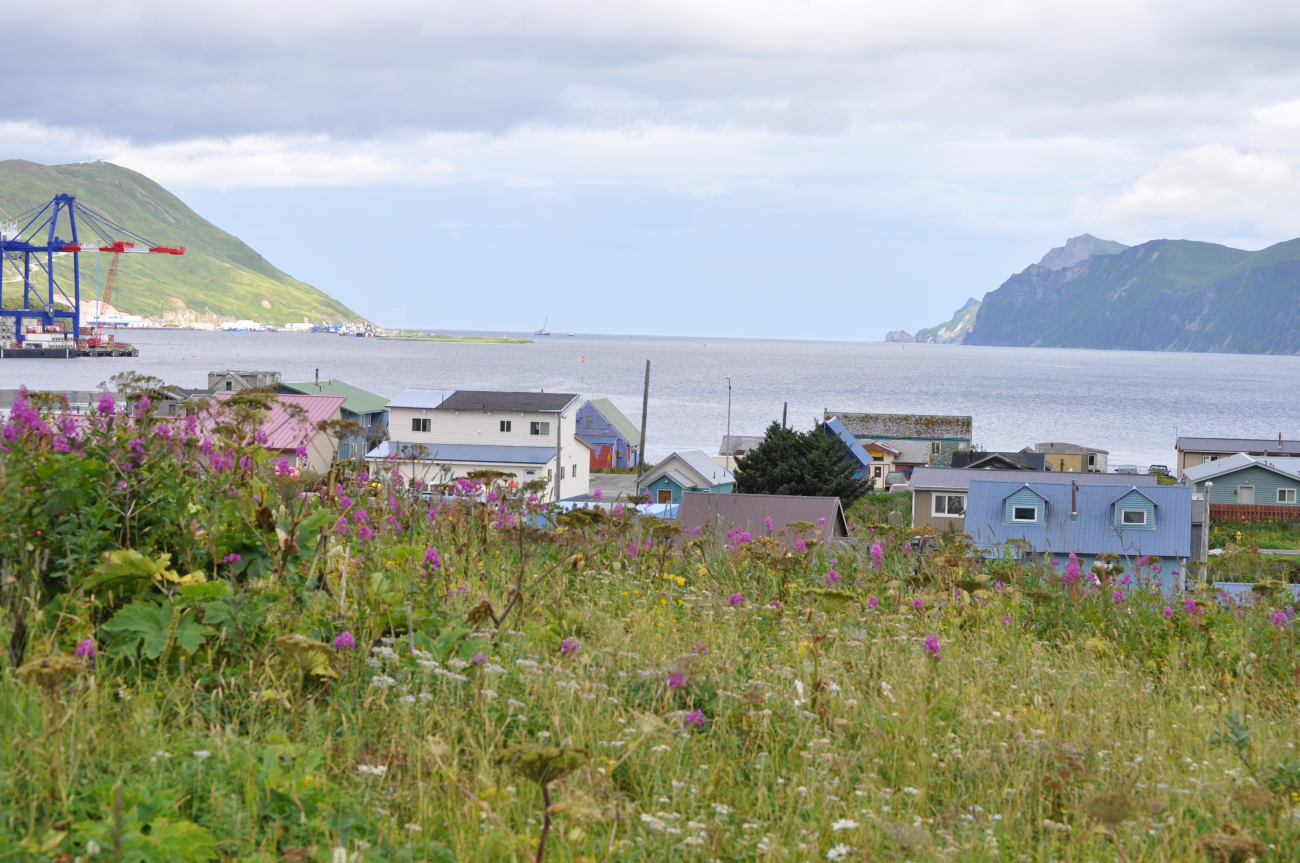 Looking over a field of wildflowers to a residential district of Dutch Harbor (Image credit: Mr. Tom Ward NOAA Teacher at Sea Program) Looking over a field of wildflowers to a residential district of Dutch Harbor