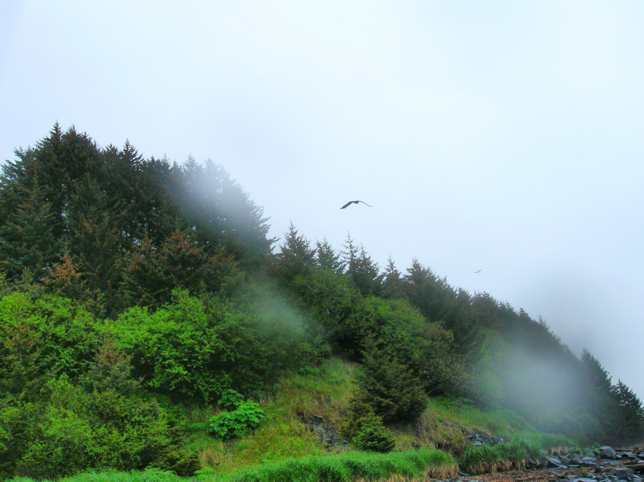 An eagle captured in flight over a Kodiak beach (Image credit: NOAA Teacher at Sea Program | Jason Moeller Knoxville Zoological Gardens TN) An eagle captured in flight over a Kodiak beach