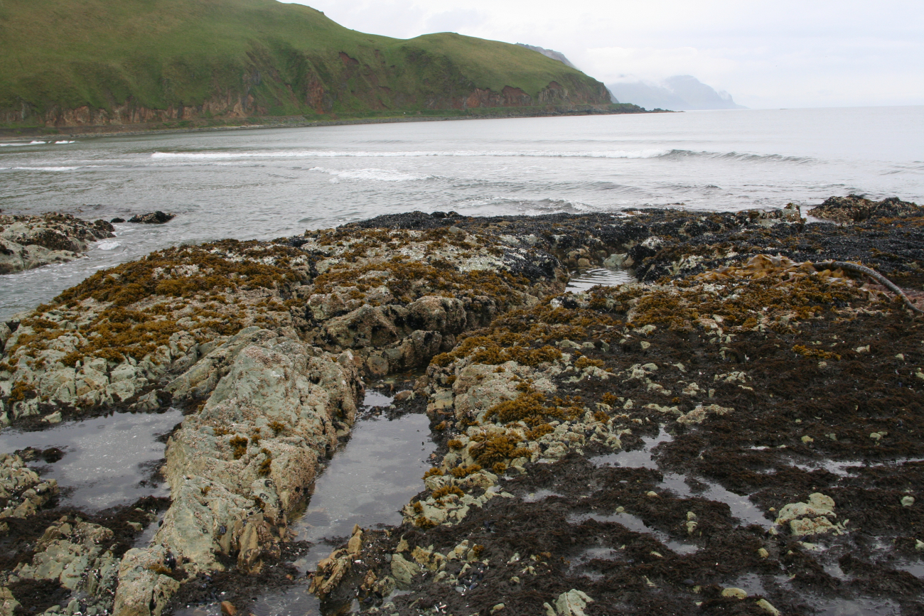 Tide-pooling at Dutch Harbor (Image credit: Crew and Officers of NOAA Ship MILLER FREEMAN) Tide-pooling at Dutch Harbor