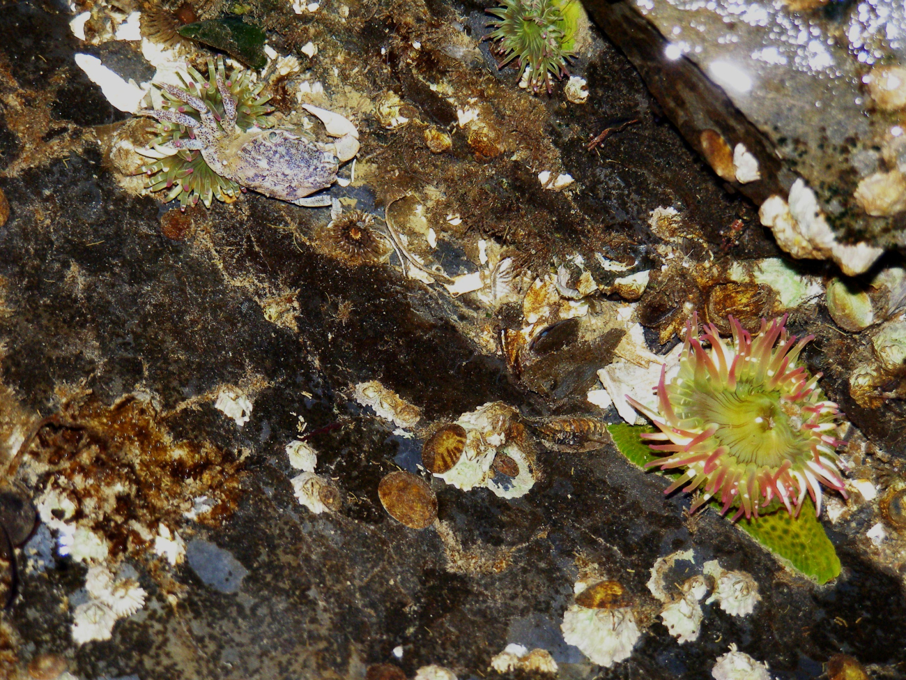Tide-pooling at Dutch Harbor (Image credit: Crew and Officers of NOAA Ship MILLER FREEMAN) Tide-pooling at Dutch Harbor