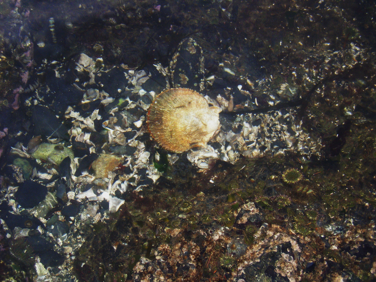 Tide-pooling at Dutch Harbor (Image credit: Crew and Officers of NOAA Ship MILLER FREEMAN) Tide-pooling at Dutch Harbor