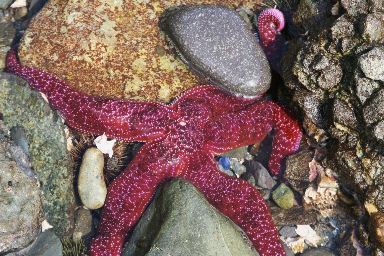 Tide-pooling at Dutch Harbor (Image credit: Crew and Officers of NOAA Ship MILLER FREEMAN) Tide-pooling at Dutch Harbor