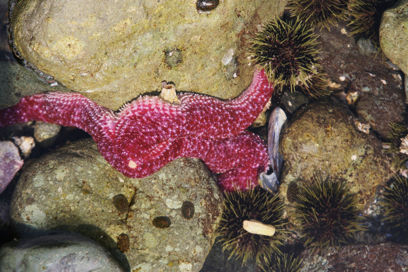 Tide-pooling at Dutch Harbor (Image credit: Crew and Officers of NOAA Ship MILLER FREEMAN) Tide-pooling at Dutch Harbor