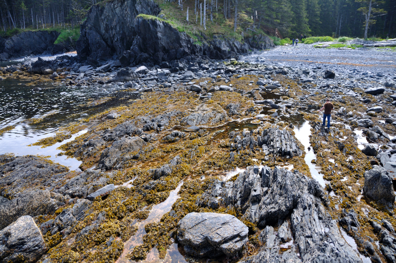 Low tide along the Kodiak coastline (Image credit: Crew and Officers of NOAA Ship FAIRWEATHER | CST Tami Beduhn) Low tide along the Kodiak coastline