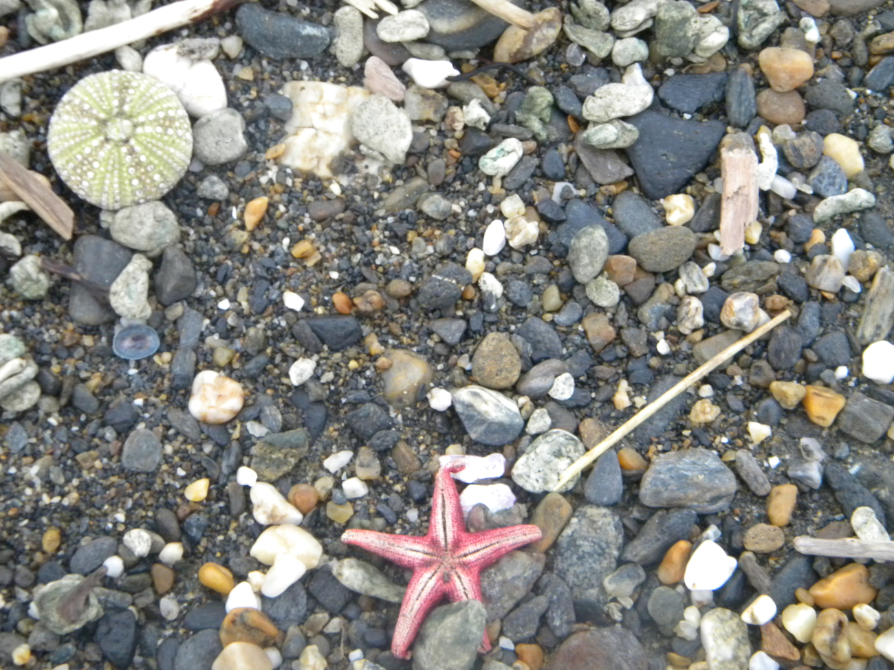 Sea urchin shell and dead starfish amidst cobbles on the Nome beach (Image credit: Crew and Officers of NOAA Ship FAIRWEATHER) Sea urchin shell and dead starfish amidst cobbles on the Nome beach