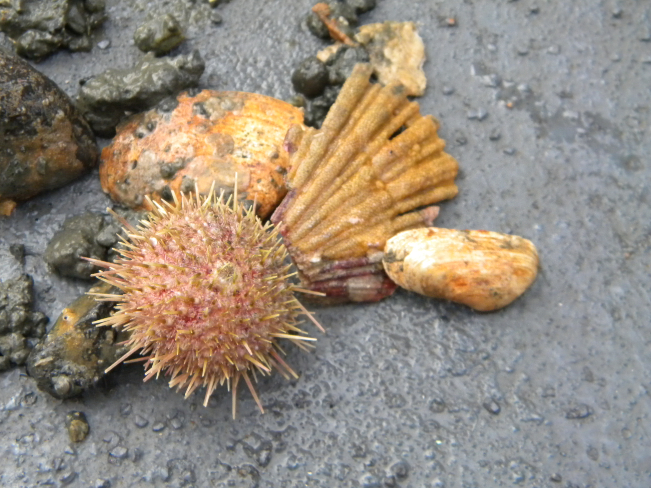 A live sea urchin and sea shells on a mud and pebble (Image credit: Crew and Officers of NOAA Ship FAIRWEATHER) A live sea urchin and sea shells on a mud and pebble