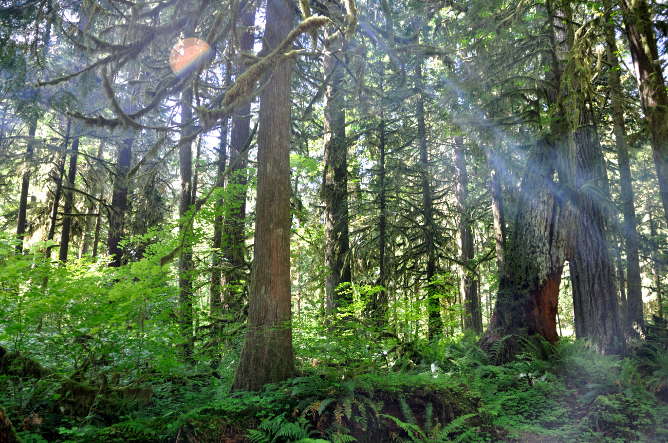 Rain forest on the Olympic Peninsula (Image credit: Crew and Officers of NOAA Ship FAIRWEATHER | CST Tami Beduhn) Rain forest on the Olympic Peninsula