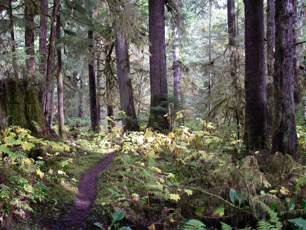 A trail through the woods in the Lunch Creek area of Ketchikan (Image credit: Crew and Officers of NOAA Ship FAIRWEATHER) A trail through the woods in the Lunch Creek area of Ketchikan