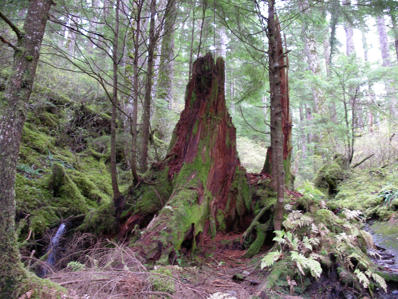 A large red tree stump in the rain forest of Southeast Alaska (Image credit: Crew and Officers of NOAA Ship FAIRWEATHER) A large red tree stump in the rain forest of Southeast Alaska