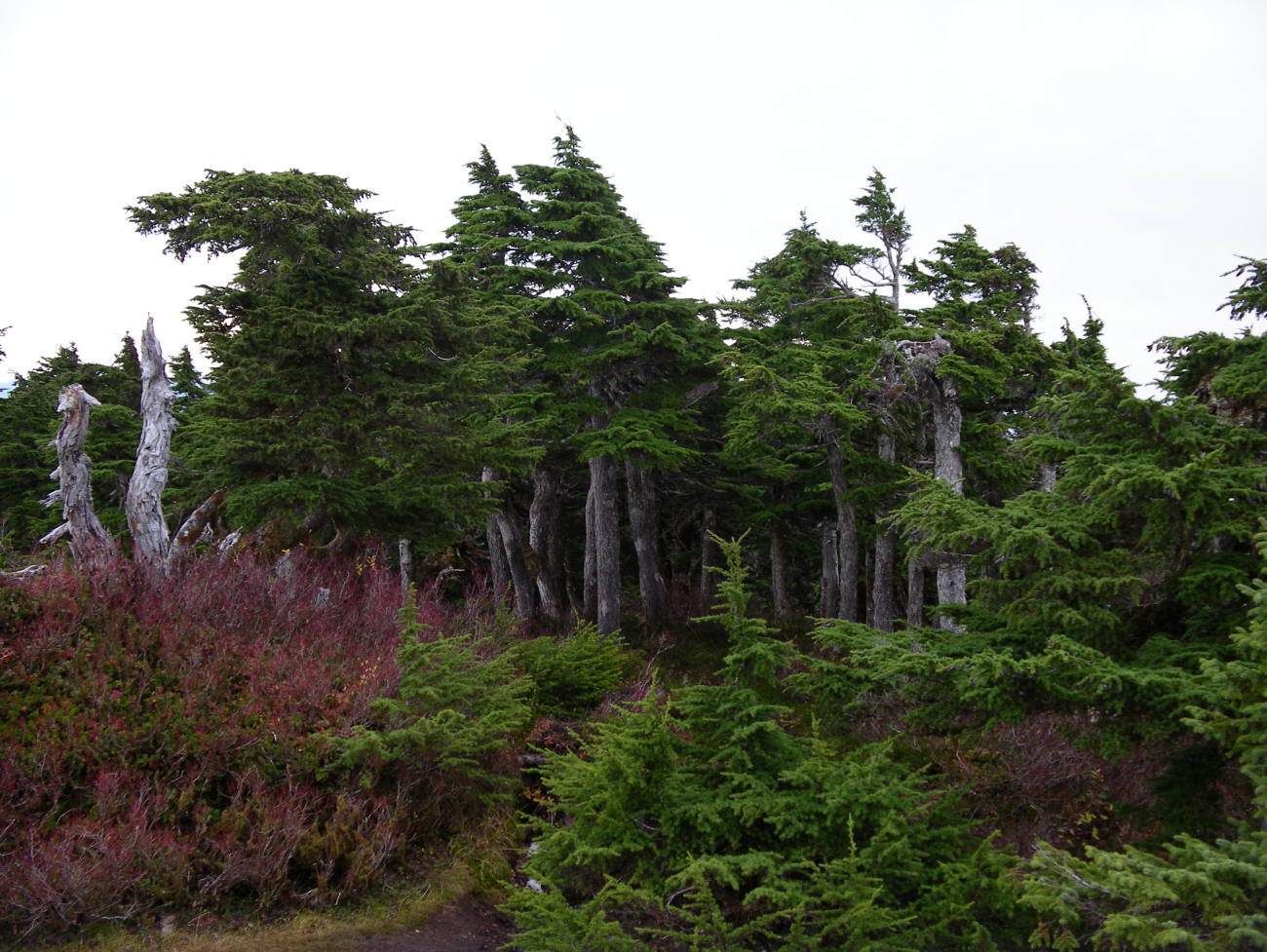 Picturesque wind-stunted trees near the coast in the Ketchikan area (Image credit: Crew and Officers of NOAA Ship FAIRWEATHER) Picturesque wind-stunted trees near the coast in the Ketchikan area