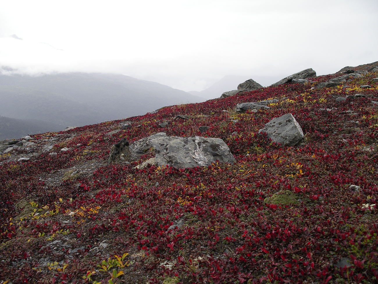 Fall colors on Thompson Pass (Image credit: Crew and Officers of NOAA Ship FAIRWEATHER) Fall colors on Thompson Pass