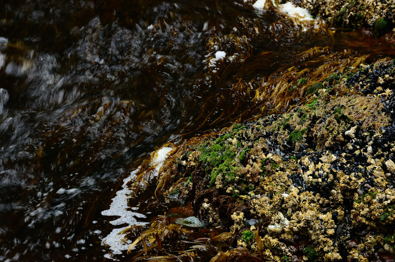 Mussels, barnacles, snails, and algae are seen at low tide in Seldevoe Lagoon (Image credit: Crew and Officers of NOAA Ship FAIRWEATHER | Weston Renoud) Mussels, barnacles, snails, and algae are seen at low tide in Seldevoe Lagoon