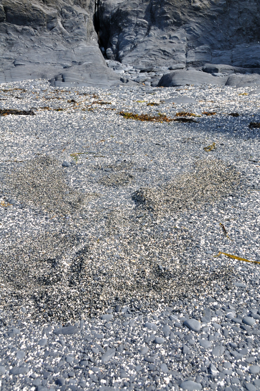 Intermixed gray and white rock fragments rounded by the action of surf on aKodiak beach