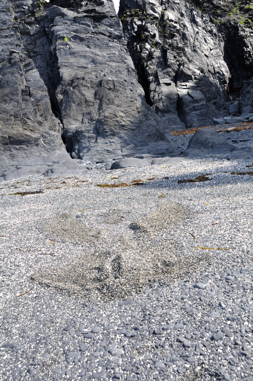 Intermixed gray and white rock fragments rounded by the action of surf on aKodiak beach