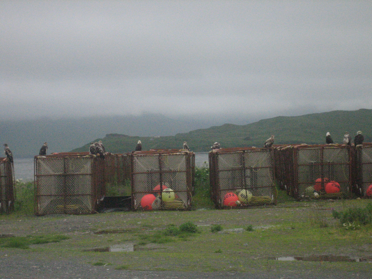 Eagles, sometimes called the rats of the North, perched on crabpots at Dutch Harbor (Image credit: Crew and Officers of NOAA Ship FAIRWEATHER) Eagles, sometimes called the rats of the North, perched on crabpots at Dutch Harbor