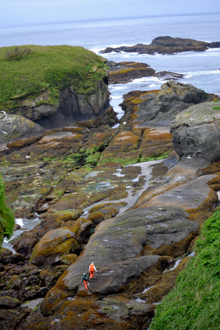 Marine ecologists Courtney Stepien and Anne Paine head down to censusseaweed at low tide on Tatoosh Island (Image credit: NOAA OAR 2013 Photo Contest | Dr. Sophie McCoy) Marine ecologists Courtney Stepien and Anne Paine head down to censusseaweed at low tide on Tatoosh Island