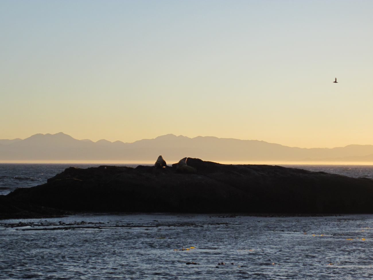 Stellar sea lions sun themselves at dawn at Hedophyllum Cove (Image credit: NOAA OAR 2013 Photo Contest | Dr. Sophie McCoy) Stellar sea lions sun themselves at dawn at Hedophyllum Cove