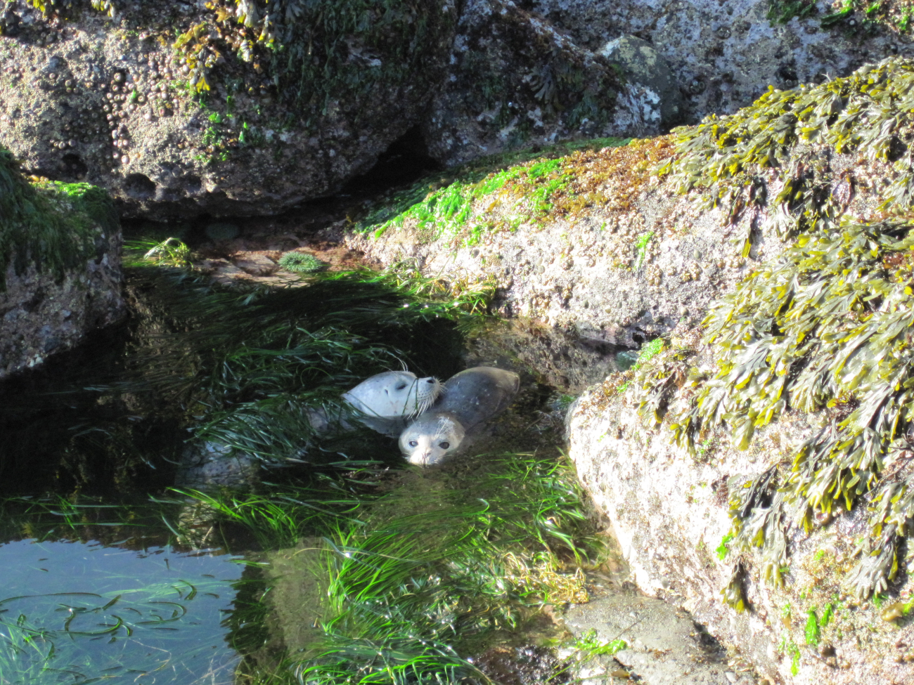 The surfgrass in a cove near Strawberry Island is a favorite napping spot forharbor seal pups (Image credit: NOAA OAR 2013 Photo Contest | Dr. Sophie McCoy) The surfgrass in a cove near Strawberry Island is a favorite napping spot forharbor seal pups