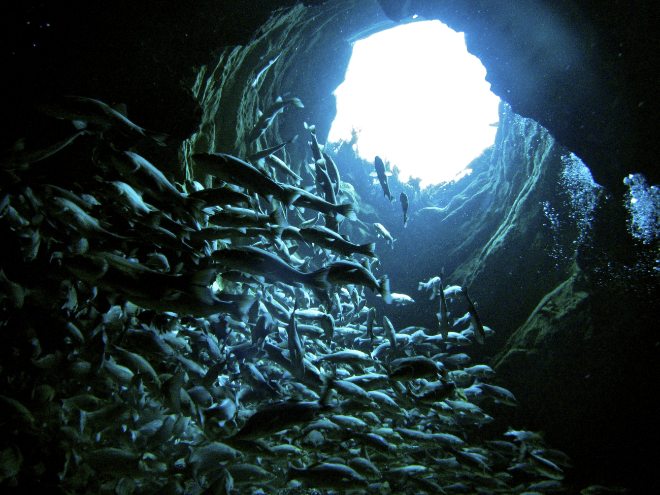 Stairway to Heaven: Scuba diving and doing a fish/invertebrate count at thebottom of the natural well at Silver Glen Spring in Ocala National Forest (Image credit: NOAA OAR 2013 Photo Contest | Jenny Adler) Stairway to Heaven: Scuba diving and doing a fish/invertebrate count at thebottom of the natural well at Silver Glen Spring in Ocala National Forest