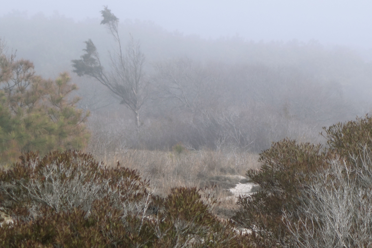 Fog shrouding the vegetation back of the dune line (Image credit: Jenny Thacker) Fog shrouding the vegetation back of the dune line