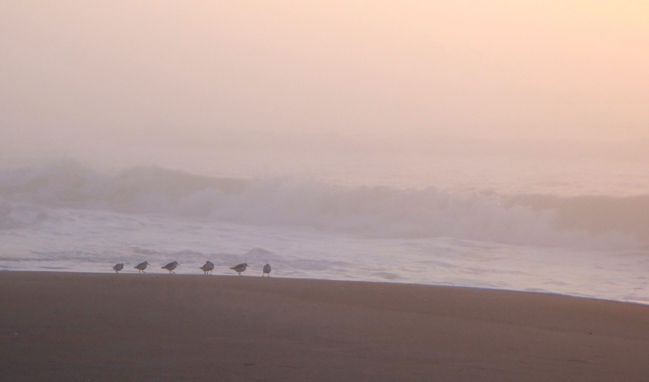 Shore birds patrolling the beach at sunrise (Image credit: Jenny Thacker) Shore birds patrolling the beach at sunrise
